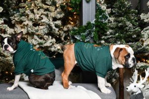 Augintinius kviečia atsivesti prie kalėdinės eglutės – laukia dovanos