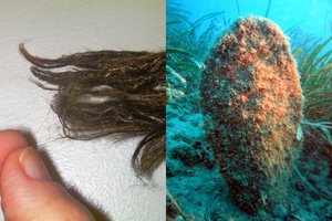 Aptiktas naujas parazitas Viduržemio jūroje grasina išnaikinti ypatingus gyvūnus