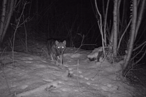 Vilniaus r. žmonės įbauginti: kiemuose vaikšto vilkai, tėvai bijo dėl vaikų