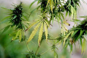 JAV 10-oje valstijoje legalizuotas marihuanos vartojimas