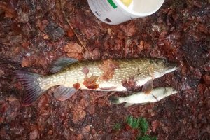 Septynis kartus baustas brakonierius Klaipėdos raj. prisidirbo ant pirmojo ledo