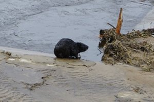 Gyventojus terorizuoja bebrai: žmonės nebežino, ką daryti