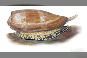 Nuodingiausias pasaulyje gyvūnas – tikrai ne tas, apie kurį pagalvotumėte