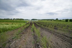Baltijos šalių ūkininkai kreipėsi į Briuselį dėl didesnių tiesioginių išmokų 