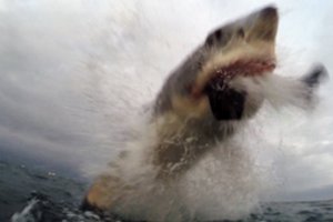 Australijoje ryklys kraupiai sužalojo vyrą