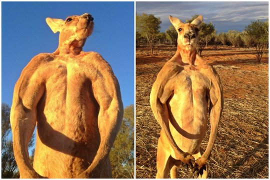 Nugaišo „atletiškiausia“ Australijos kengūra vardu Rogeris