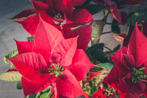 Kalėdų gėlė: daugumos namuose ji vysta tik dėl vienos priežasties