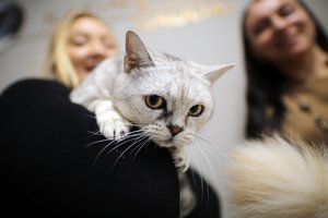 Katinų mylėtojus kviečia į unikalią vietą Šiauliuose: nesinorės išeiti