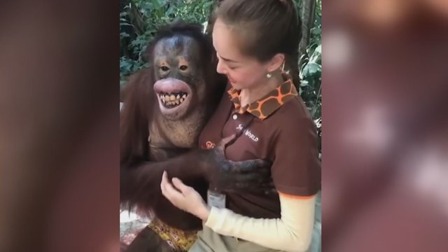 Išdykęs orangutanas prižiūrėtojai iškrėtė pikantišką šunybę