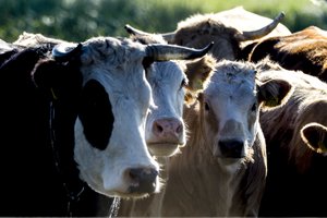 Naikinama Valstybinė gyvulių veislininkystės priežiūros tarnyba