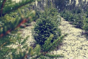 Eglučių augintojai patarė, kaip išsirinkti kokybišką Kalėdų eglutę ir išsaugoti jos grožį