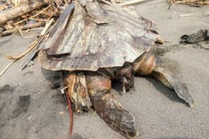 Į krantą išplauto vėžlio skrandyje – kraupią mirtį sukėlęs radinys