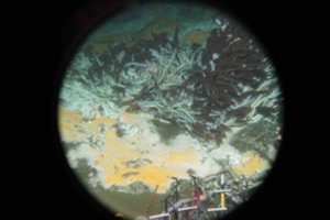 Netikėtas radinys jūros dugne gali išgelbėti pasaulį nuo katastrofos