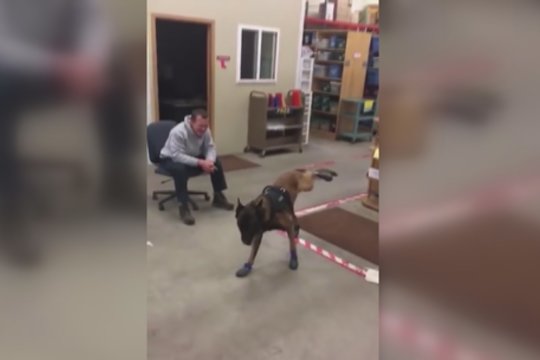 Pareigūnai keturkojui kolegai įteikė dovaną – reakcija prajuokino internetą