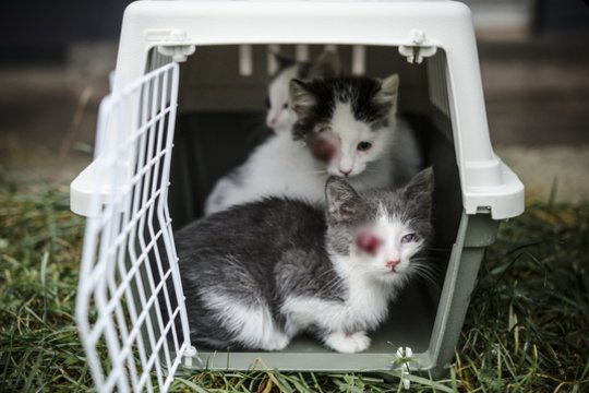 Vaizdas spaudžia širdį: apleisti kačiukai pasaulį matys tik viena akyte