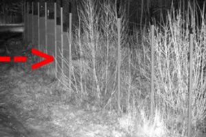 Pasieniečių vaizdo kameros užfiksavo itin retą gyvūną Lietuvos miškuose