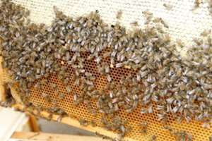 Ketinate įsigyti medaus – įsitikinkite, ar jis tikras