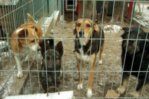 50 000 beglobių gyvūnų šventes sutiks ne mylinčiose lietuvių šeimose