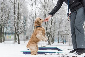 Šunų dresavimo paslaptys iš vieno geriausių dresuotojų pasaulyje