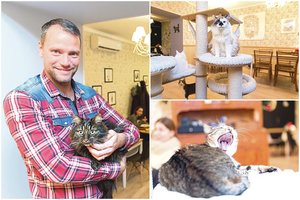 Čia kyla pavydo scenos, braižomi meilės trikampiai – kačių mylėtojai dievina šią vietą Vilniuje
