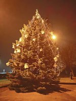 Kalėdų eglės Kauno apylinkėse – viena už kitą gražesnės