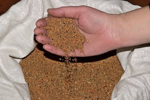 Iš šių sėklų lietuviai nuo seno spaudė aliejų, apie kurio naudą be reikalo primiršom