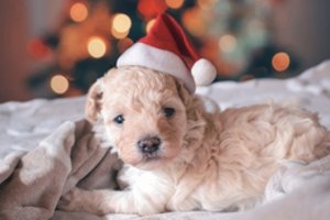 Trūksta kalėdinės nuotaikos? Paklausykite geriausių šventinių dainų 