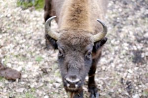 Nuo stumbrų negalintys apsiginti ūkininkai turės patys juos maitinti