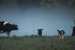 Susivieniję šalies vidutiniai pieno ūkiai ieško sėkmingų sprendimų
