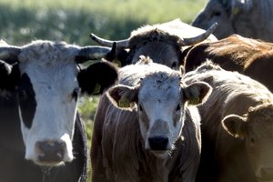 Ūkininkams įgriso pieną superkantys tarpininkai – siūlo griežtinti jų kontrolę