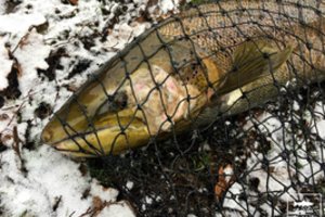 Draustinyje lašišas gaudę brakonieriai prisidirbo