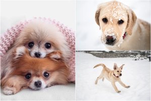 Prieš šventes – patarimai, kurie išgelbės ir jus, ir šunį: žinoti tiesiog būtina