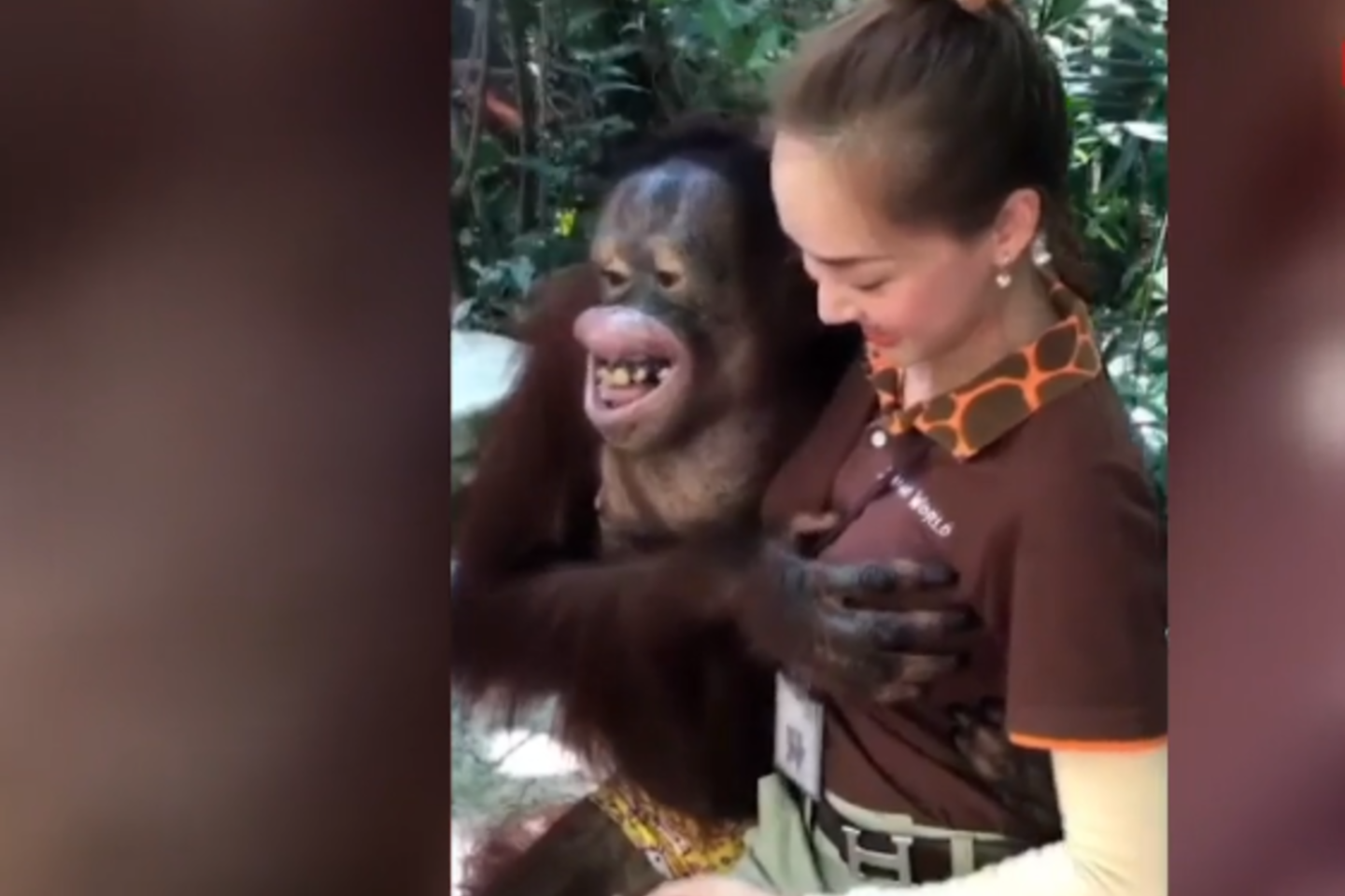 Išdykęs orangutangas prižiūrėtojai pateikė pikantišką siurprizą.