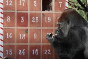 Advento kalendoriai – ir zoologijos sodo gyventojams