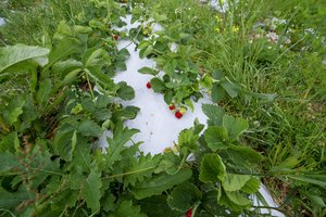 Penktadienis – paskutinė diena teikti paraiškas dėl 16 tūkst. eurų paramos kaime