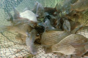 Žuvininkystės atstovai kitų metų pradžioje kviečiami teikti paraiškas paramai
