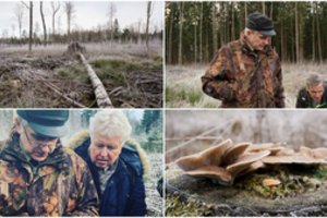 Kirtimuose paliekami pavieniai medžiai: nustebsite, kas ten knibžda