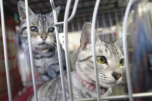 Prieglaudos neleido dovanoti gyvūnų: po švenčių jie tampa nebereikalingi