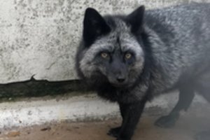 Keistos išvaizdos gyvūną namų kieme aptikę žmonės puolė kviesti pagalbą