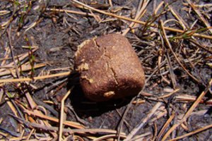 Šis rudas kubelis žadina mokslininkų aistras: nepatikėsite, kas tai