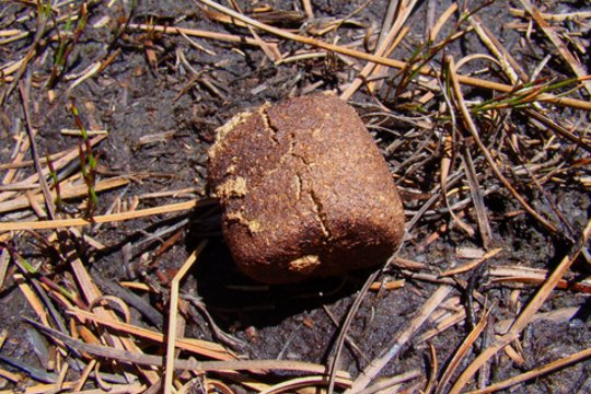 Šis rudas kubelis žadina mokslininkų aistras: nepatikėsite, kas tai