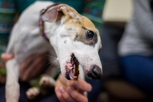 Atskleidė mažai žinomus požymius, rodančius, kad jūsų augintiniui – blogai