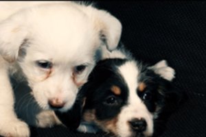 Vilniuje beglobiai gyvūnai tapo mielo kalėdinio filmuko herojais