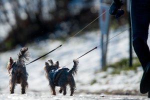 Uždraudė pardavinėti šuniukus ir kačiukus gyvūnų parduotuvėse