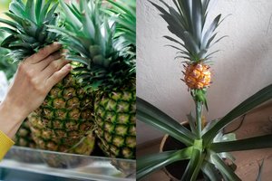 Švenčių staigmena – namuose prinokęs šiltųjų kraštų vaisius