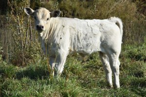 Ekologiškai užaugintų galvijų šiemet paskersta gerokai daugiau
