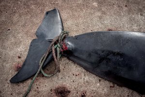 Japonijai – pasmerkimas dėl siekio rengti komercines banginių skerdynes