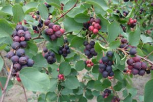 Šilauogėms atsirado konkurentė: prie skonio reikia priprasti