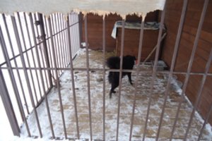 Gyvūnų globos namuose apsilankiusi tarnyba rado lauke šąlančius šunis