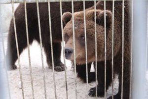 Košmarą Lietuvoje patyrusios trys meškos išvežtos į geresnę šalį gyventi